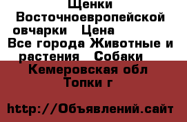 Щенки Восточноевропейской овчарки › Цена ­ 25 000 - Все города Животные и растения » Собаки   . Кемеровская обл.,Топки г.